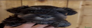 Schnauzer Miniatura 3