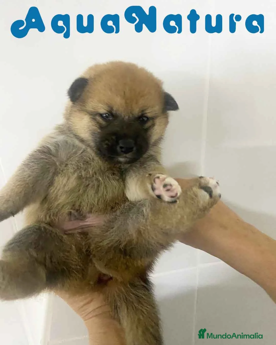 Shiba Inu perros en venta: Shiba Inu Macho 2 de Marsi y Simbad AQUANATURA - Anuncio 2