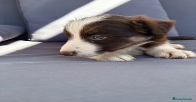 Border Collie perros - Propaganda 14