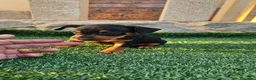 Pinscher Miniatura perros en venta: Fantásticos mini pincher  - Anuncio 4