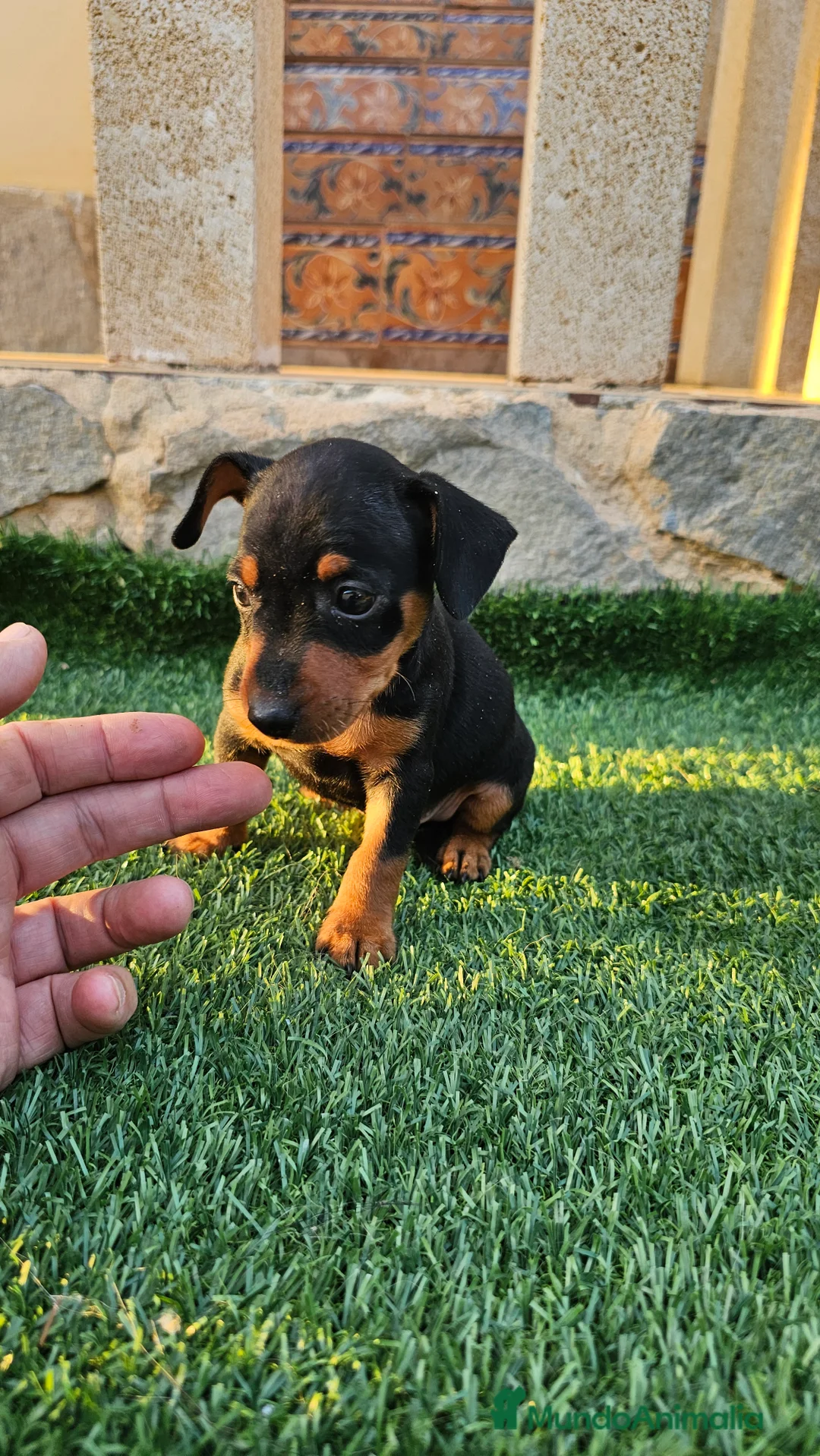 Pinscher Miniatura perros en venta: Fantásticos mini pincher  - Anuncio 4
