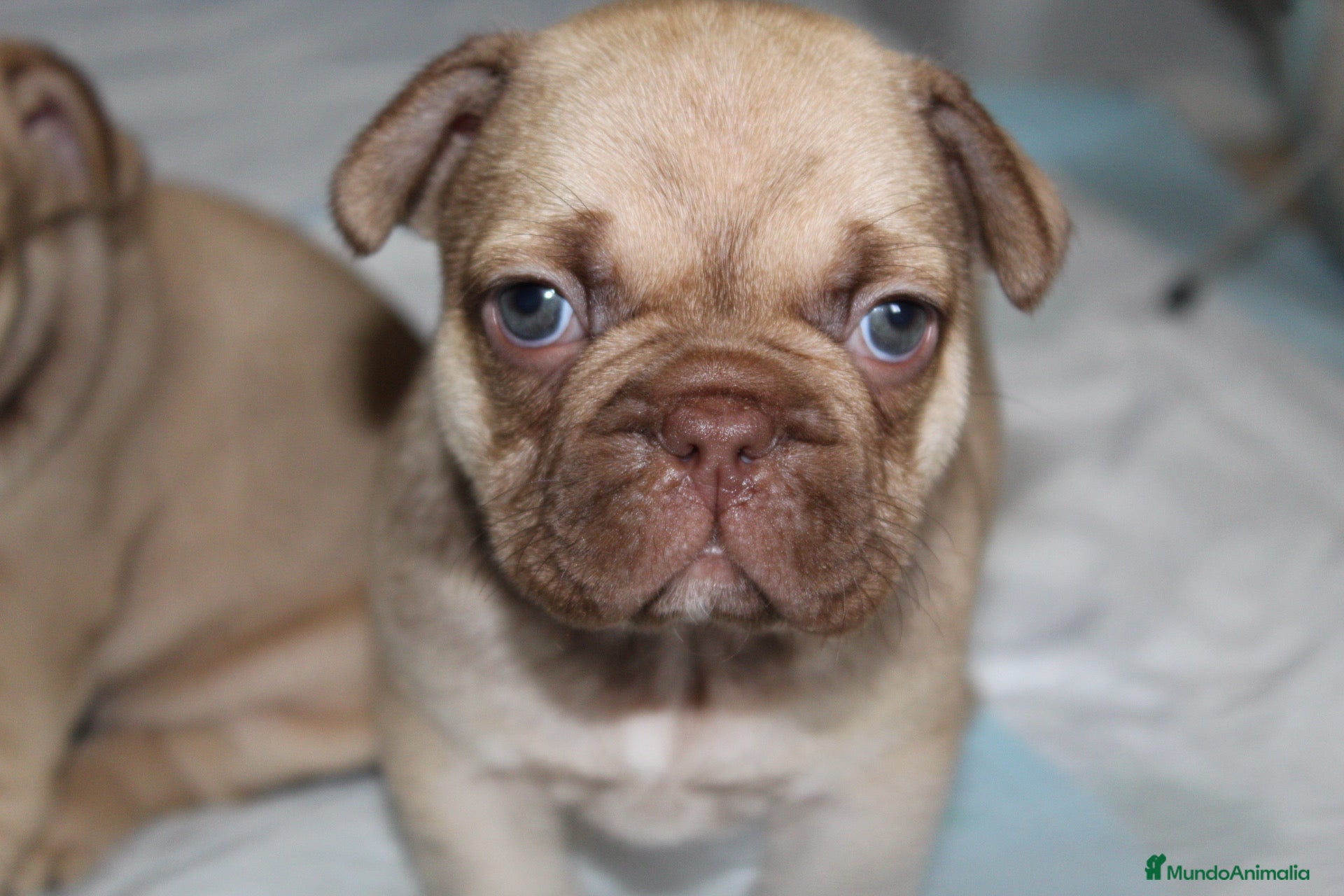 Bulldog Francés perros Precioso macho bulldog francés  - Anuncio 26