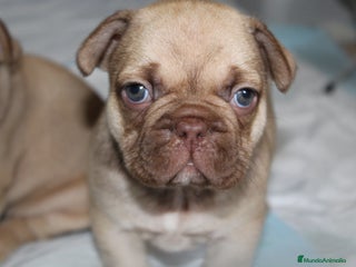 Bulldog Francés perros Precioso macho bulldog francés - Anuncio 16