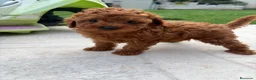 Caniche Toy perros en venta: Caniche Toy rojo - Anuncio 5