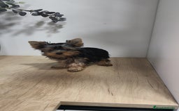 Yorkshire Terrier perros en venta: Macho yorkshire toy - Imagen 6