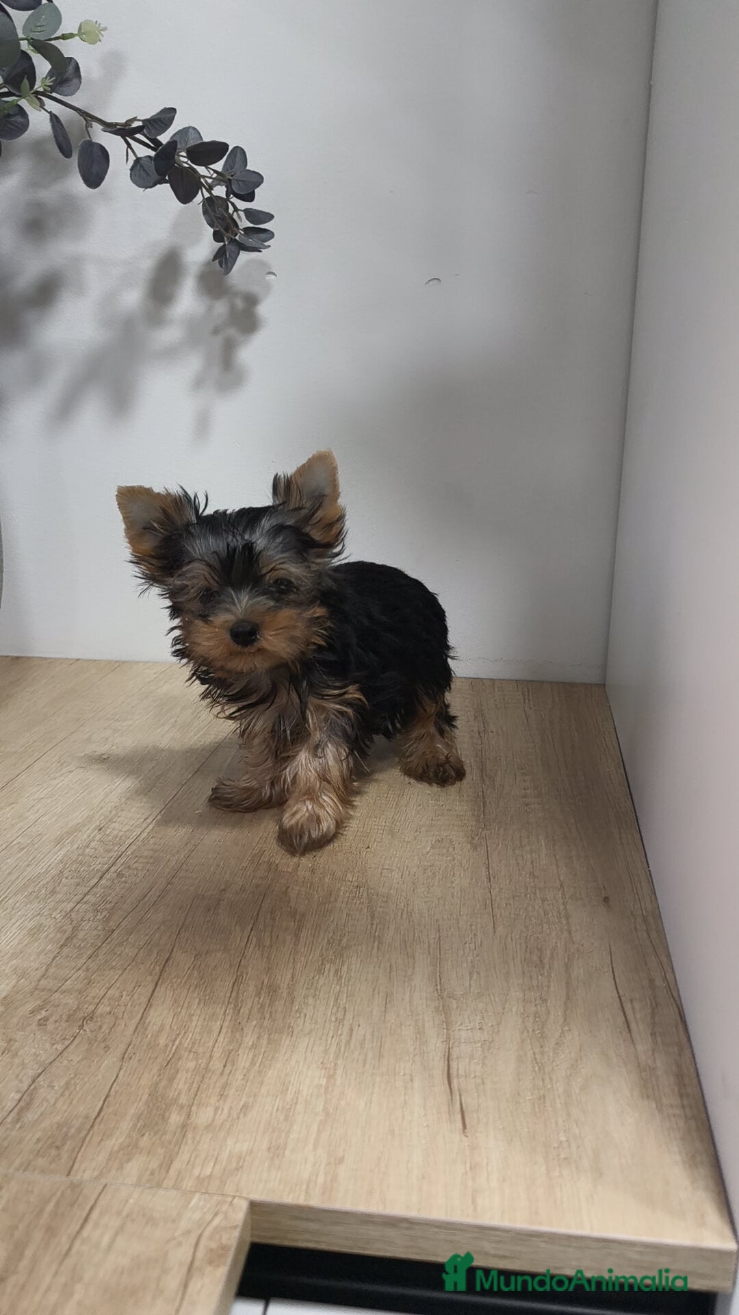 Yorkshire Terrier perros en venta: Macho yorkshire toy - Imagen 6