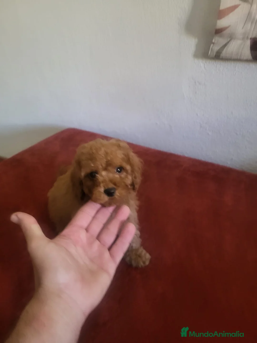 Caniche Enano perros en venta: Caniches preciosos en Barcelona - Anuncio 3