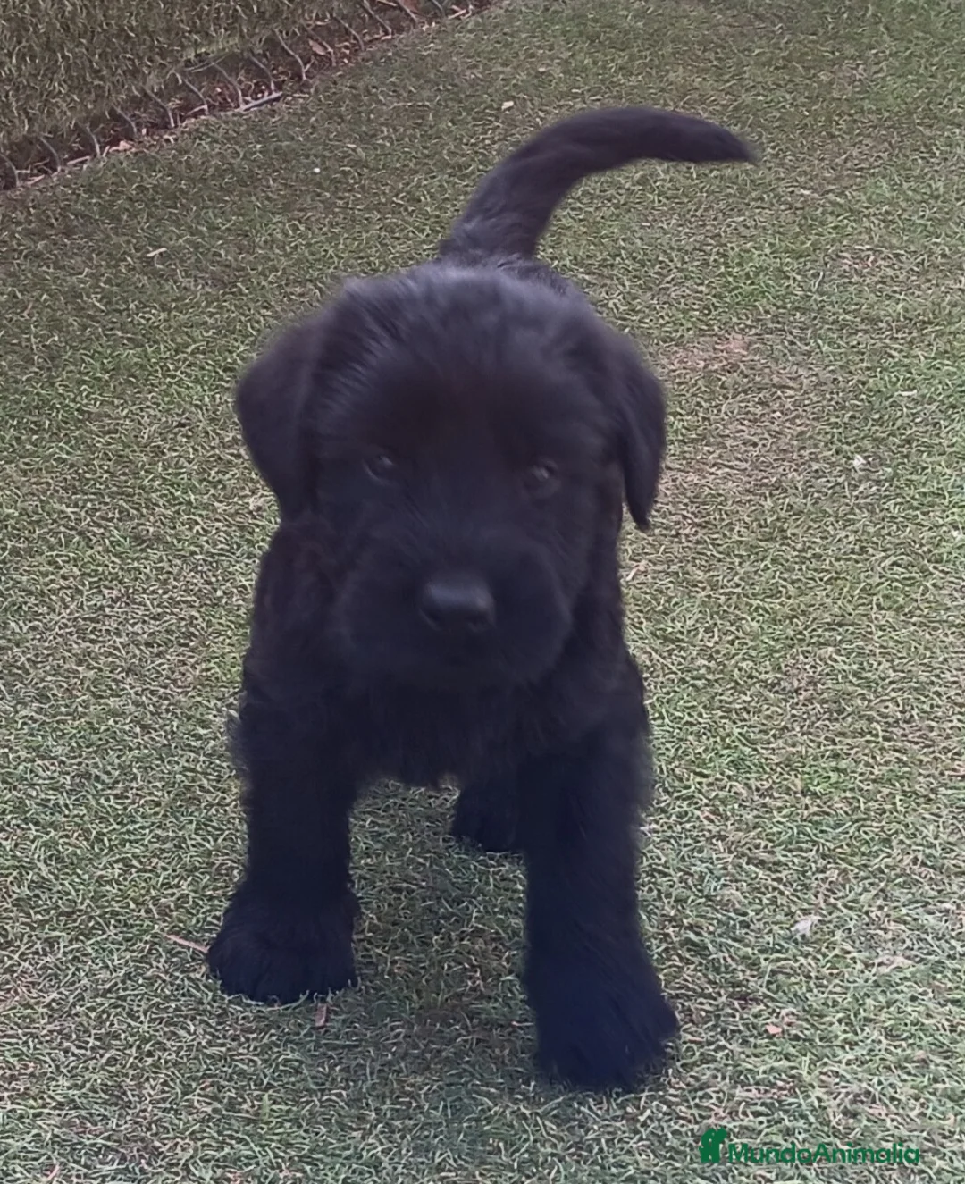 Schnauzer Gigante perros en venta: Schnauzer gigante  - Anuncio 13