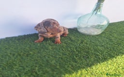 Teckel Miniatura perros en venta: TECKEL MINIATURA ARLEQUIN - Imagen 1