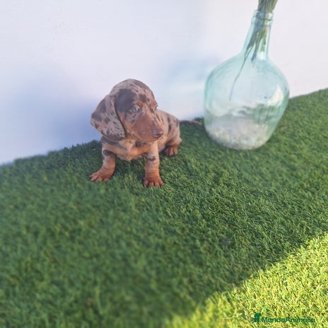 Teckel Miniatura perros - Anuncio 1