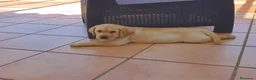 Labrador Retriever perros en venta: Cachorros de labrador retriever  - Anuncio 5