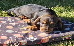 Teckel perros en venta: Teckel - Imagen 1