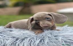 Teckel Miniatura perros en venta: TECKEL MINATURA ISABELLA - Imagen 5