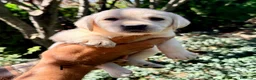 Labrador Retriever perros en venta: CADELLS DE LABRADOR RETRIEVER 🤎🐶 - Anuncio 3