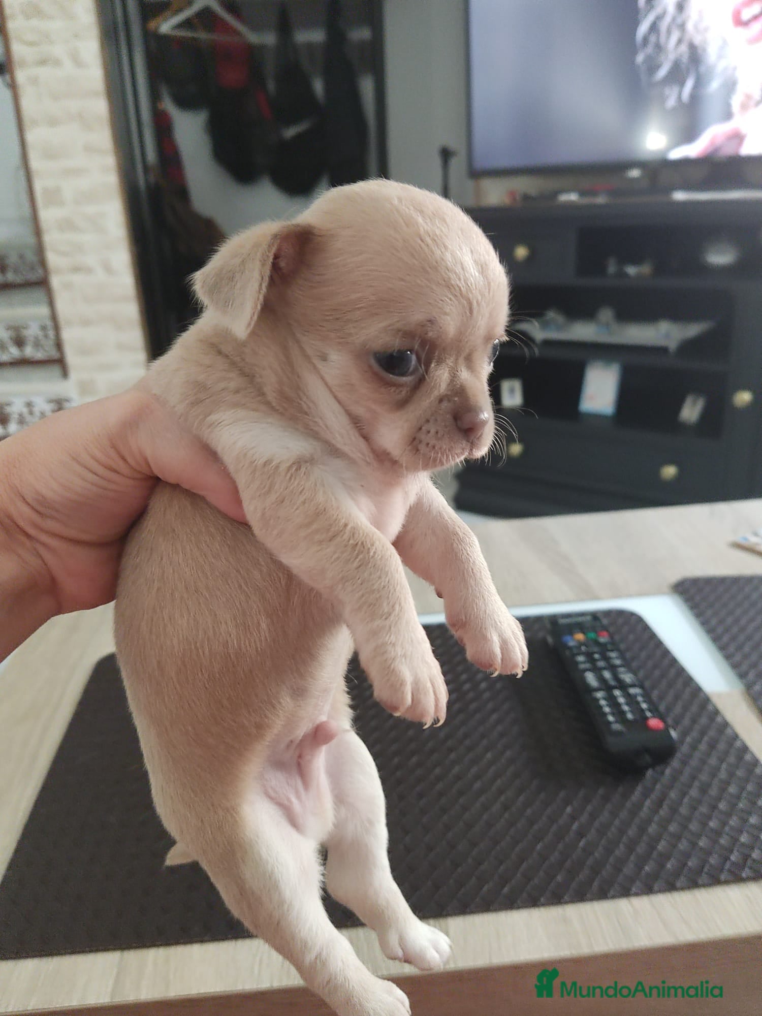 Chihuahua perros en venta: Disponible Chihuahuas Rusos Machos - Anuncio 11