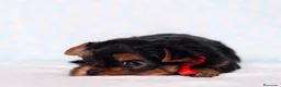 Yorkshire Terrier perros en venta: YORKSHIRE CACHORROS  - Anuncio 1