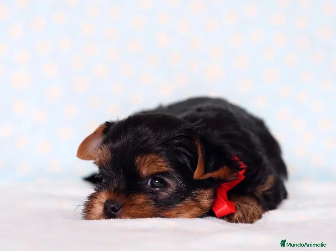 Yorkshire Terrier perros en venta: YORKSHIRE CACHORROS  - Anuncio 1