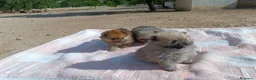 Pomerania perros en venta: PRECIOSOS POMERANIAS MACHITOS - Anuncio 4