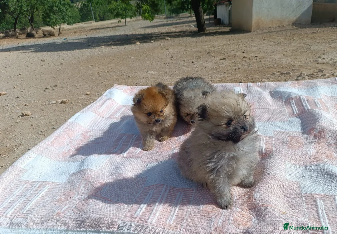 Pomerania perros en venta: PRECIOSOS POMERANIAS MACHITOS - Anuncio 4