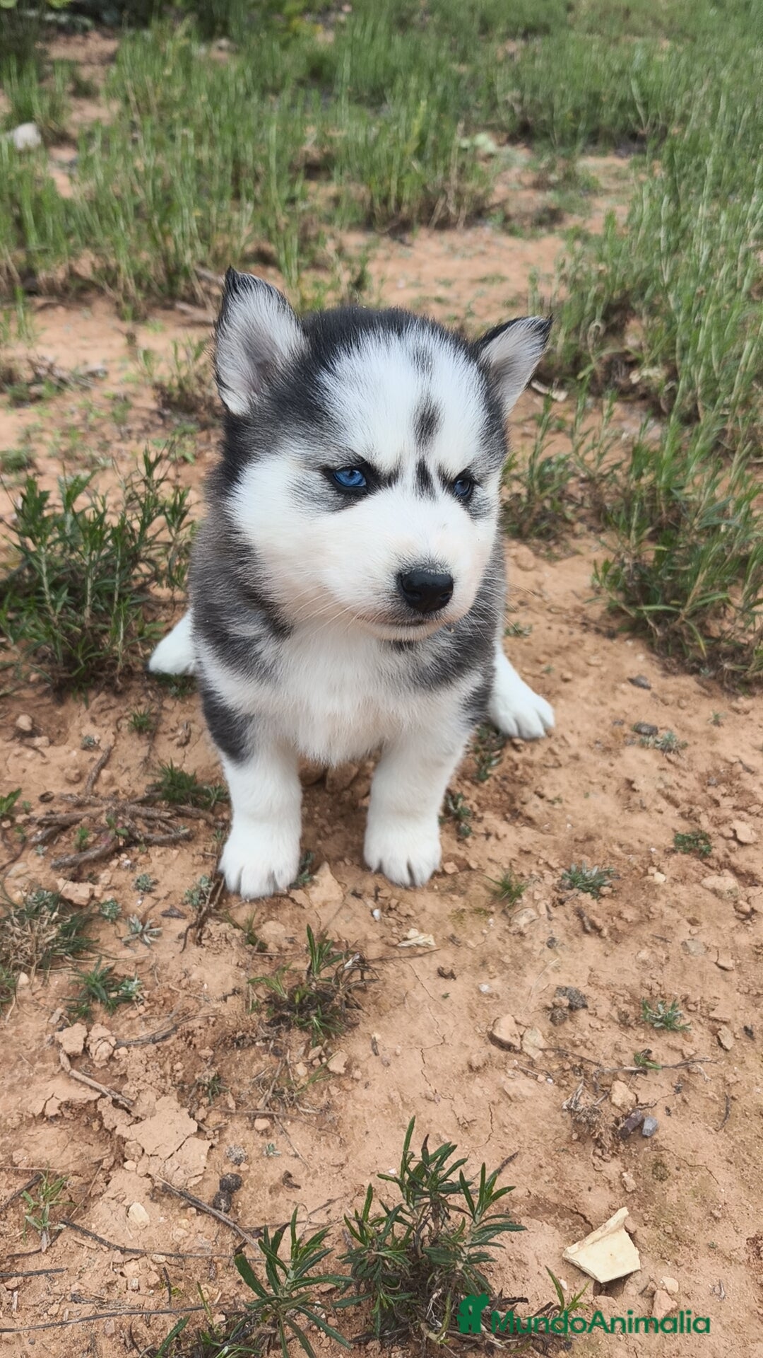 Husky Siberiano perros en venta: Husky SIBERIANO disponibles  - Anuncio 3