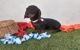 Teckel perros en venta: Machotes guapos de Teckel  - Imagen 7