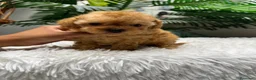 Caniche Toy perros en venta: CANICHE TOY-MUY PEQUEÑITO - Anuncio 15