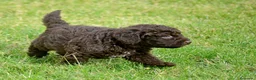 Perro de Agua Español perros en venta: CACHORRO DE PERRO DE AGUA  - Anuncio 16