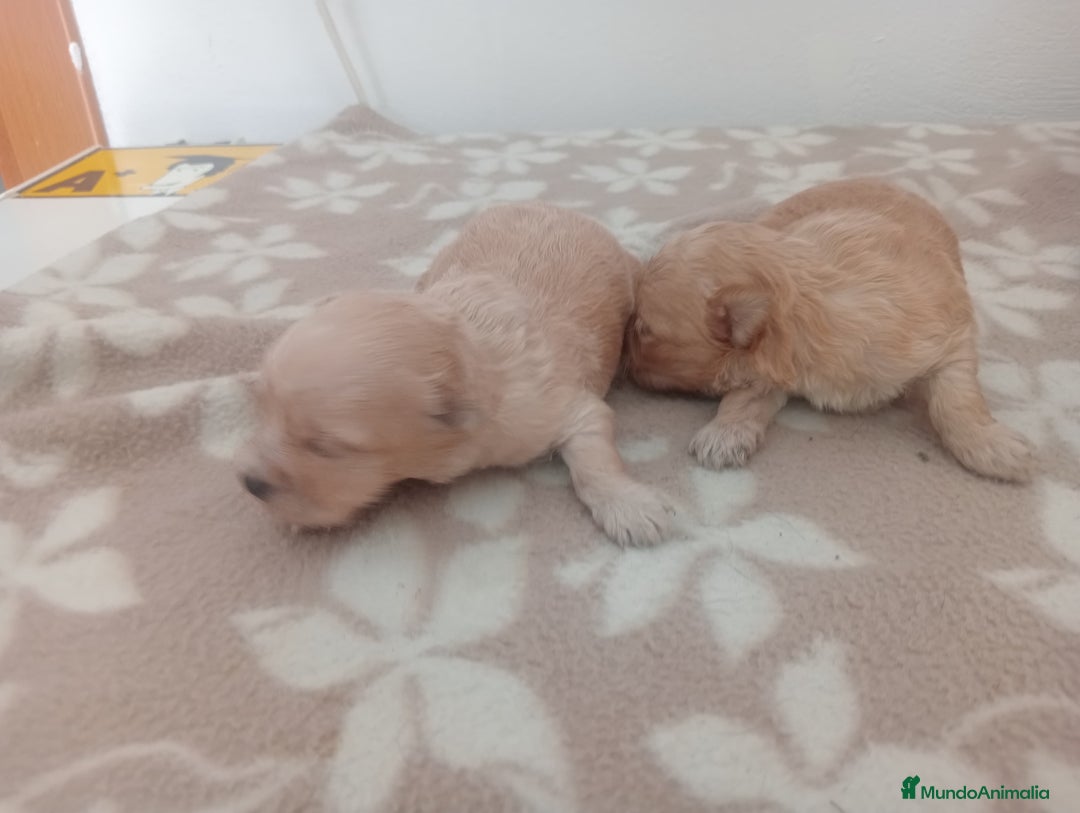 Maltipoo perros en venta: MALTIPOO - Imagen 3