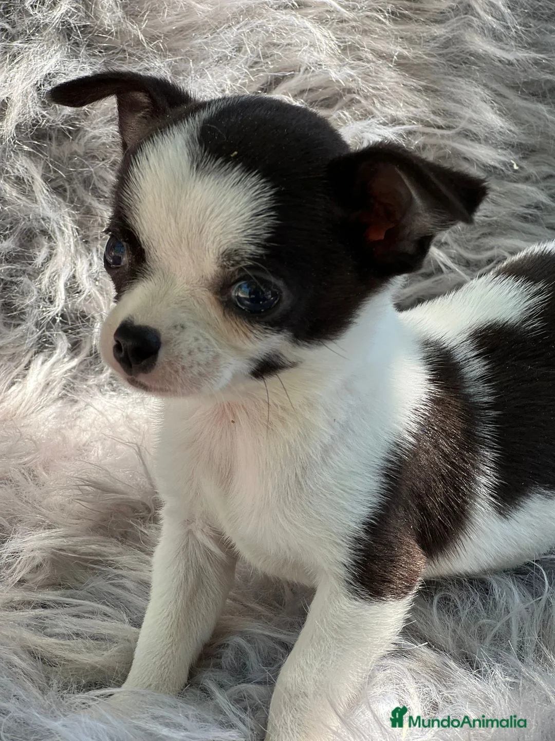Chihuahua perros en venta: Chihuahua bicolor en Barcelona - Anuncio 4