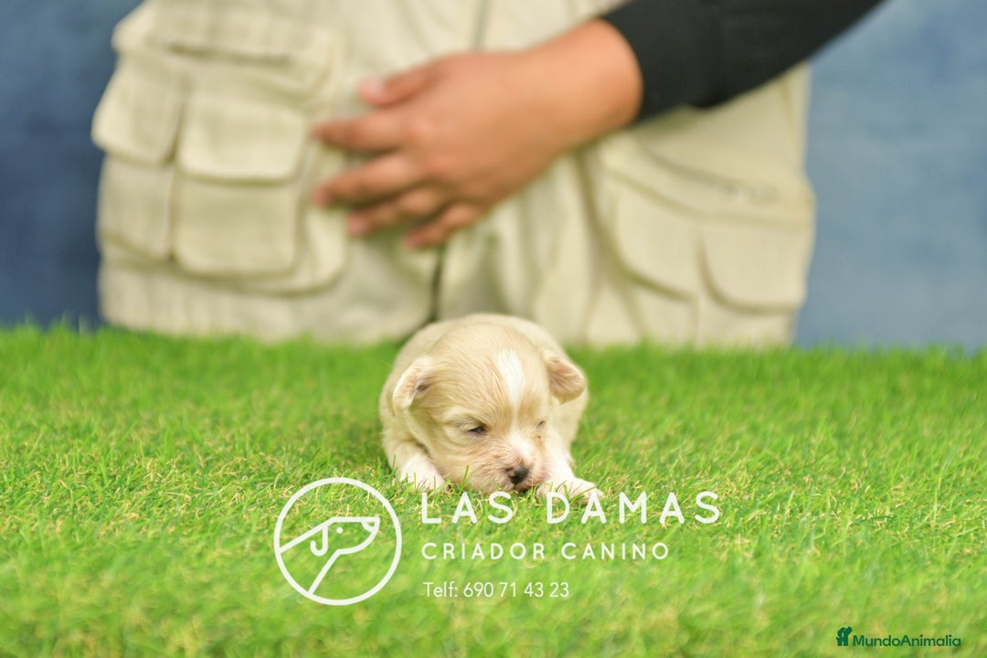 Maltipoo perros en venta: Cachorros de maltipoo disponibles. - Anuncio 8