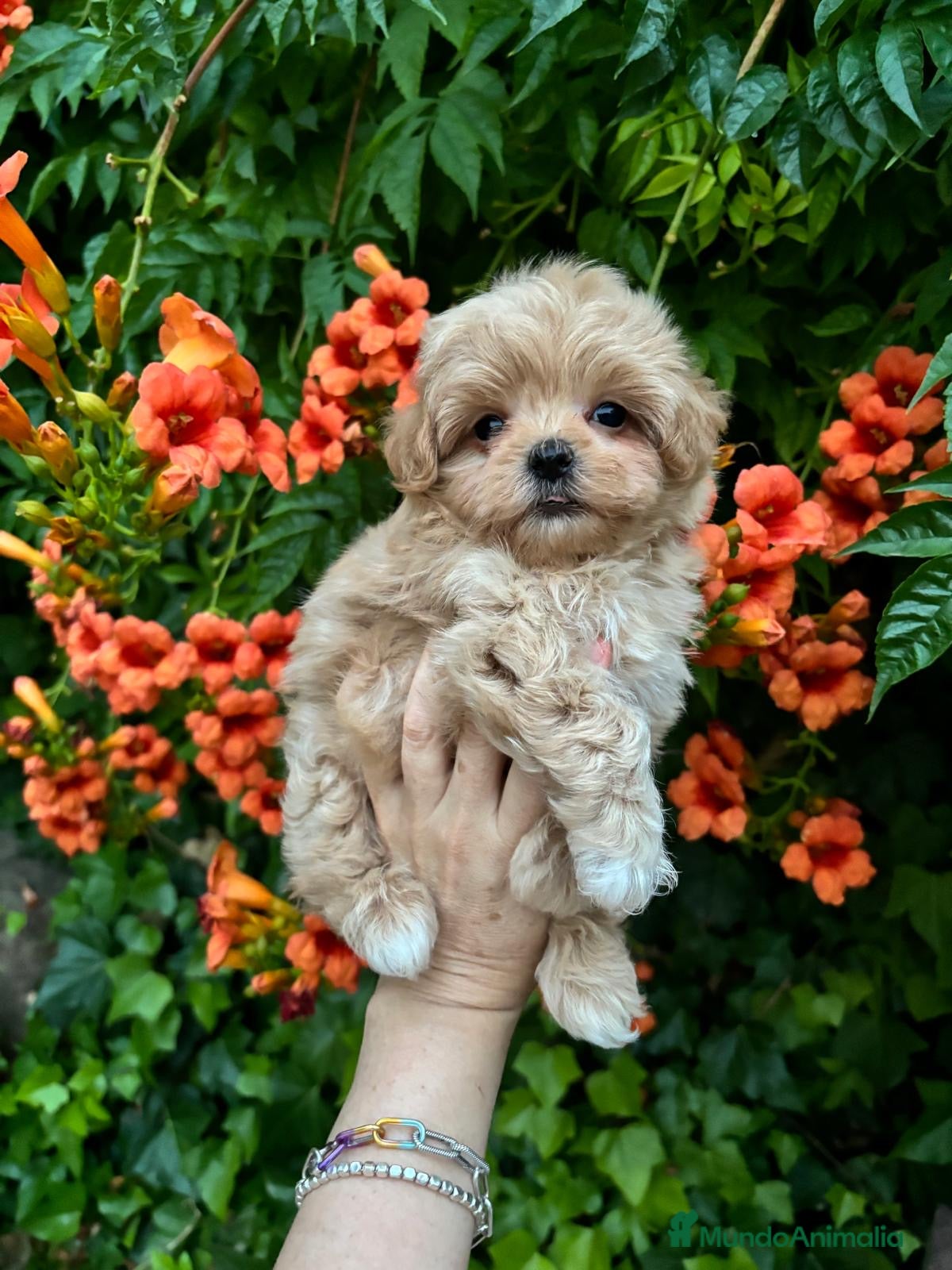 Maltipoo perros Maltipoo líneas asiáticas  - Anuncio 2