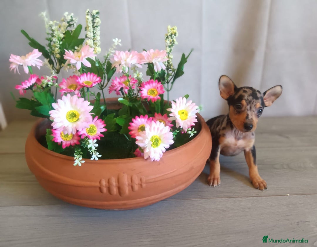 Pinscher Miniatura perros en venta: 🐾Cachorritos de Pinscher Miniatura 🐶 - Anuncio 2
