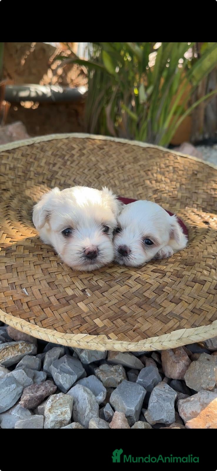 Bichón Maltés perros BICHÓN MALTÉS - Anuncio 2