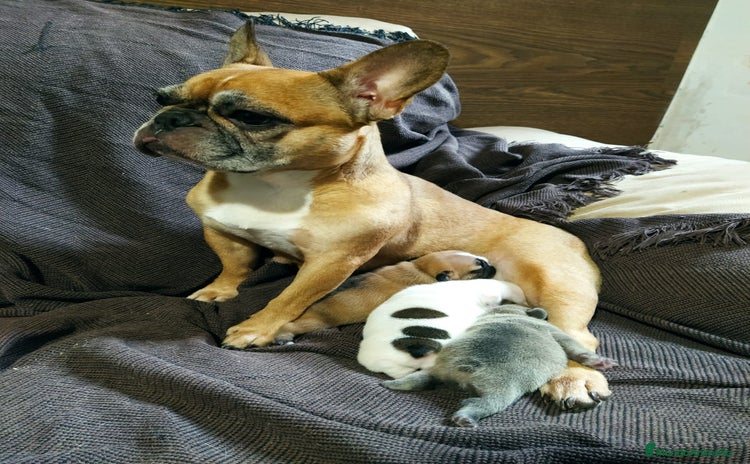 Bulldog Francés perros Bulldog francés  - Anuncio 1