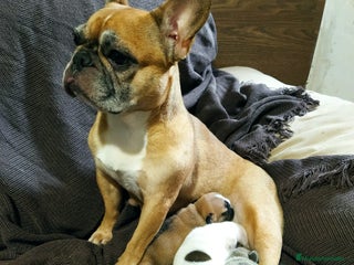 Bulldog Francés perros Bulldog francés - Anuncio 1