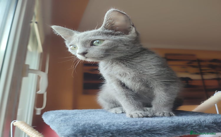 Azul Ruso gatos - Propaganda 1