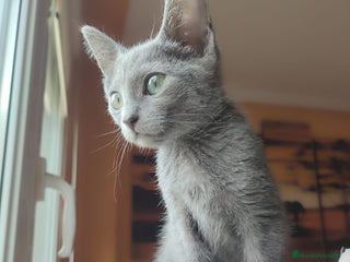Azul Ruso gatos - Anuncio 34