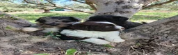 Otras razas perros en venta: AUSTRALIAN WATER DOG - Anuncio 2