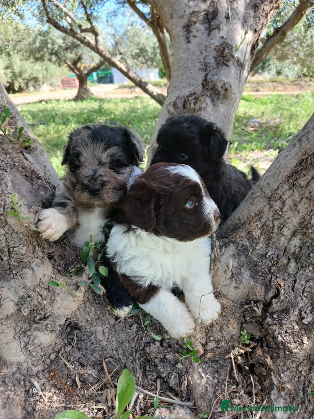Otras razas perros en venta: AUSTRALIAN WATER DOG - Anuncio 2