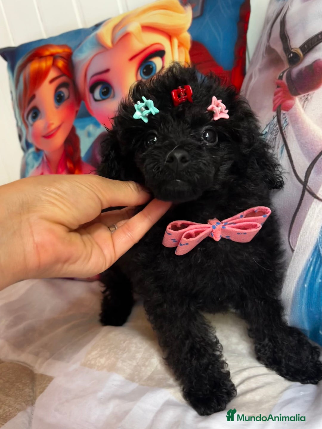 Caniche Toy perros en venta: Caniche mini toy - Imagen 1