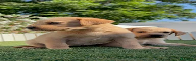 Labrador Retriever 1