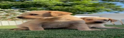 Labrador Retriever perros en venta: LABRADOR RETRIEVER  - Anuncio 11