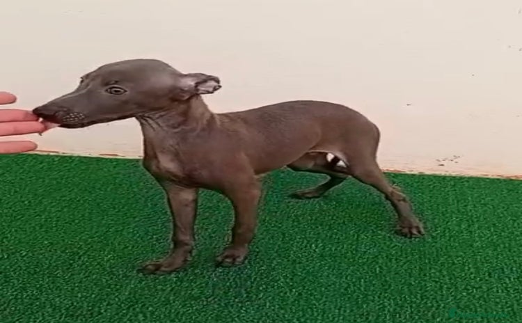 Pequeño Lebrel Italiano perros - Anuncio 1