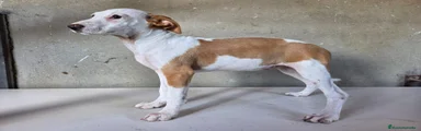 Podenco Andaluz 7