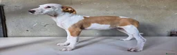 Podenco Andaluz perros en venta: Podenco andaluz de pelo duro - Anuncio 7