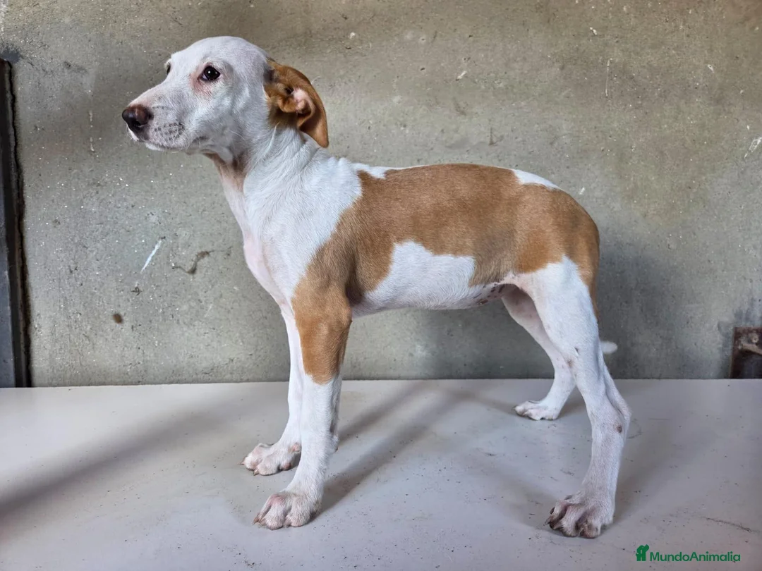 Podenco Andaluz perros en venta: Podenco andaluz de pelo duro - Anuncio 7