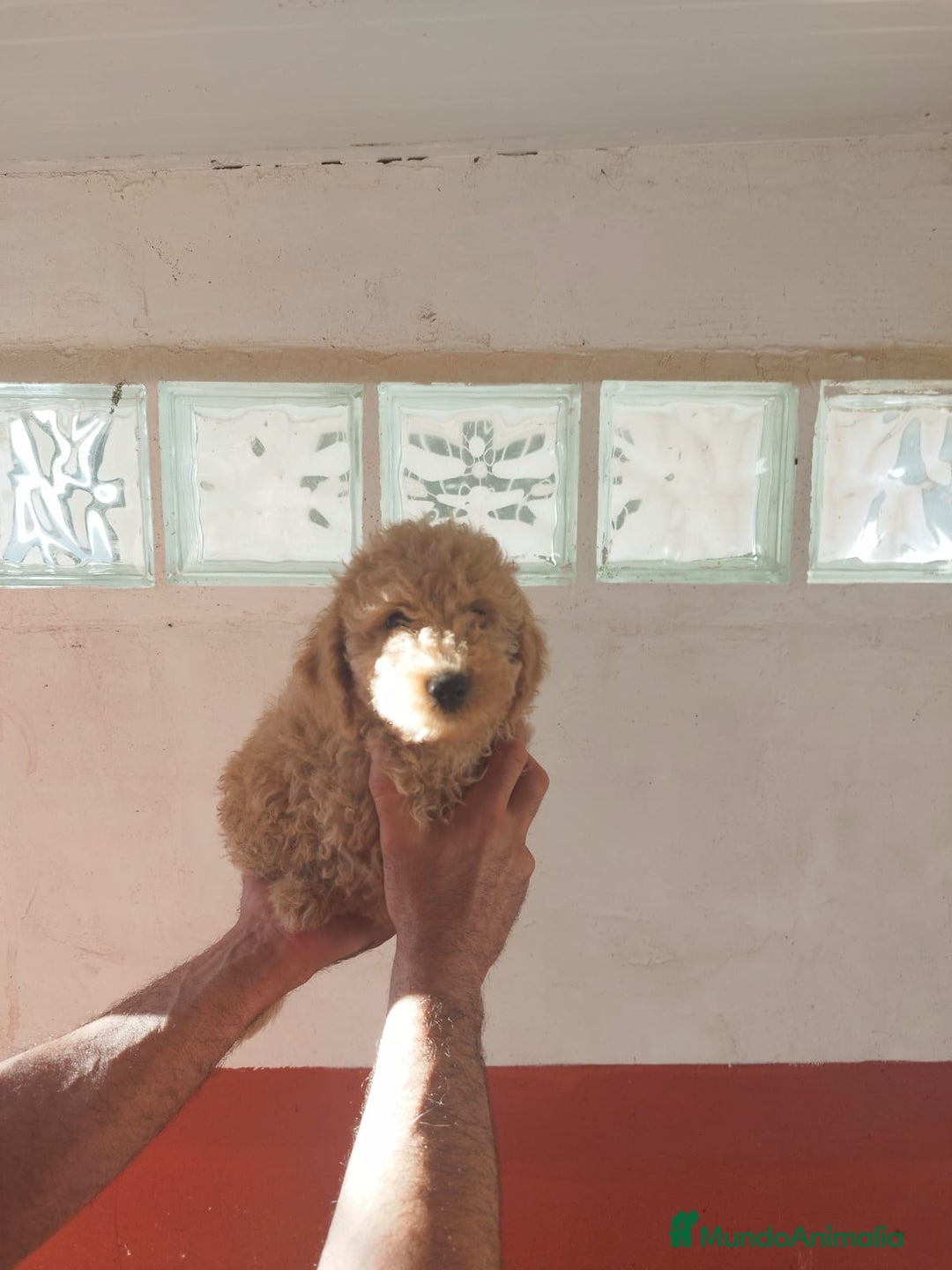 Caniche Toy perros en venta: Camada de Caniche toy - Imagen 5