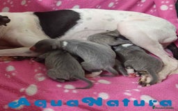 Pequeño Lebrel Italiano perros en venta: Camada Lebrel Italiano de BN y Omega AQUANATURA - Imagen 2