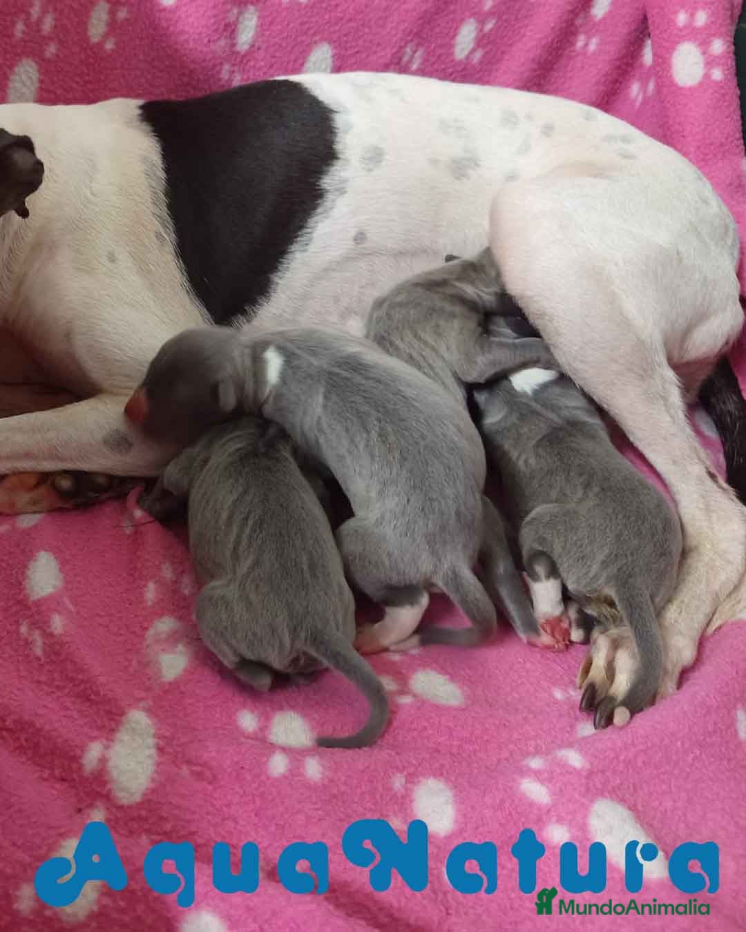 Pequeño Lebrel Italiano perros en venta: Camada Lebrel Italiano de BN y Omega AQUANATURA - Imagen 2