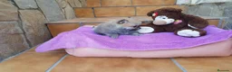 Pomerania perros en venta: Lulú de Pomerania  - Anuncio 7